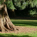 ashton court redwood by cam365pix
