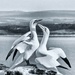 Gorgeous Gannets by pamknowler