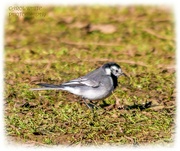 1st Feb 2022 - Pied Wagtail