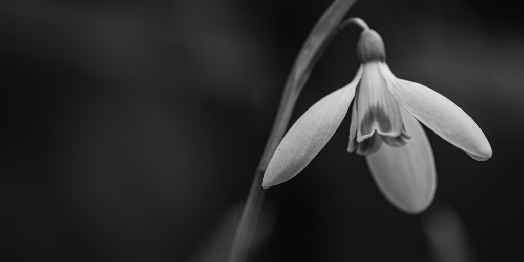 1st February - Snowdrop by newbank