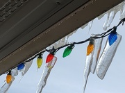 1st Feb 2022 - Icicles on Parade
