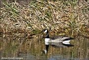 1st Feb 2022 - On the River Ouse