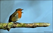 1st Feb 2022 - I know it's another robin