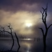 Foggy Sunrise by lynnz