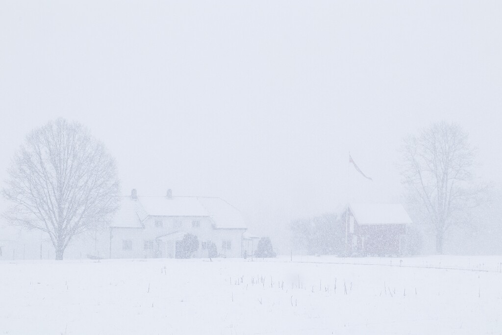Snow by okvalle