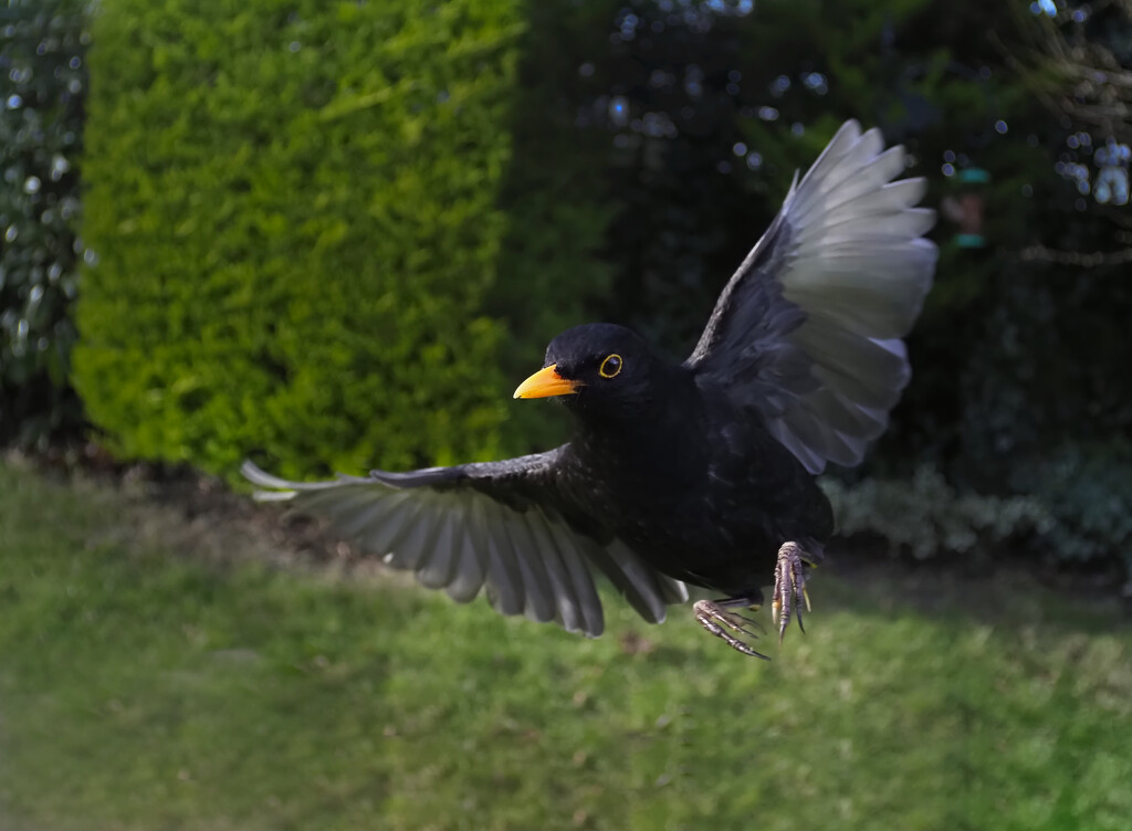 Blackbird by jon_lip