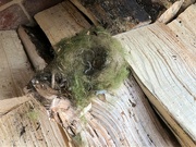 1st Feb 2022 -  Bird's Nest in the Wood Store 