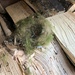  Bird's Nest in the Wood Store  by susiemc