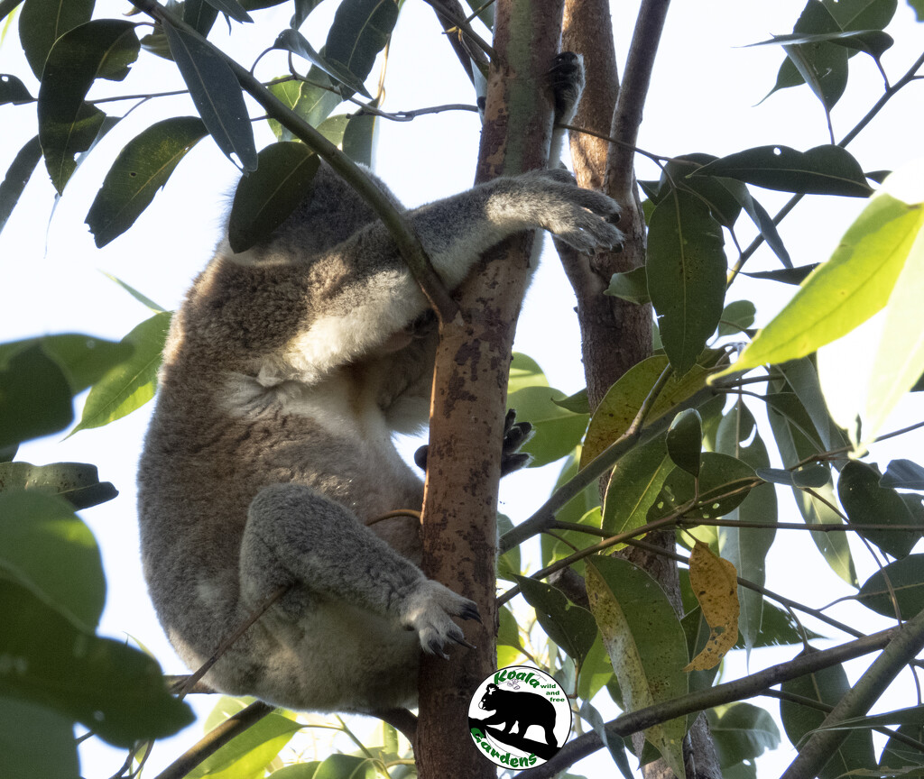 phew, made it through January ... by koalagardens