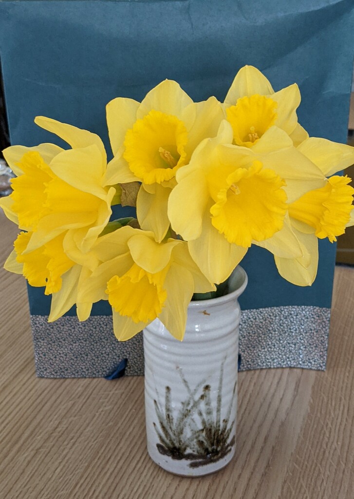 Good to see the daffodils back again. by yorkshirelady