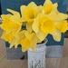 Good to see the daffodils back again. by yorkshirelady