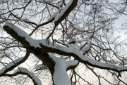 1st Feb 2022 - Tree entanglement