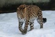1st Feb 2022 - Leopard In The Snow