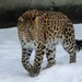 Leopard In The Snow by randy23