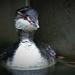 Day 31: Not a Happy Grebe  by jeanniec57