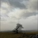 Tree & Sky by sanderling
