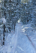 31st Jan 2022 - Snow Shoe trail