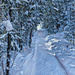 Snow Shoe trail by radiogirl