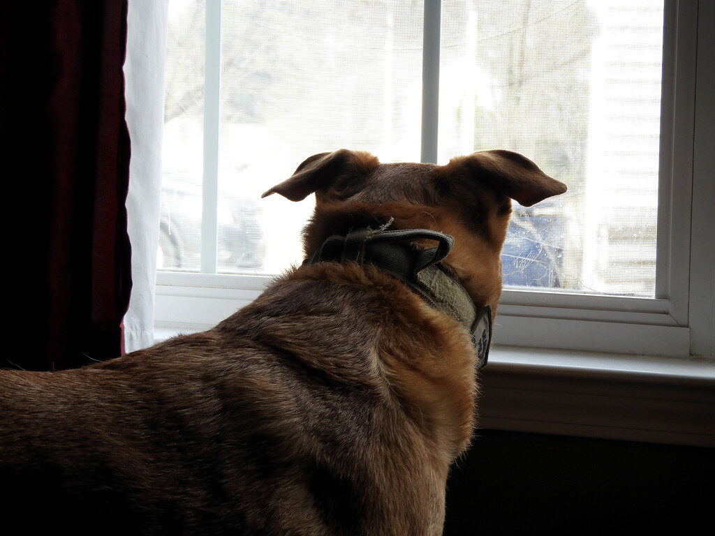 Seamus window watching by homeschoolmom