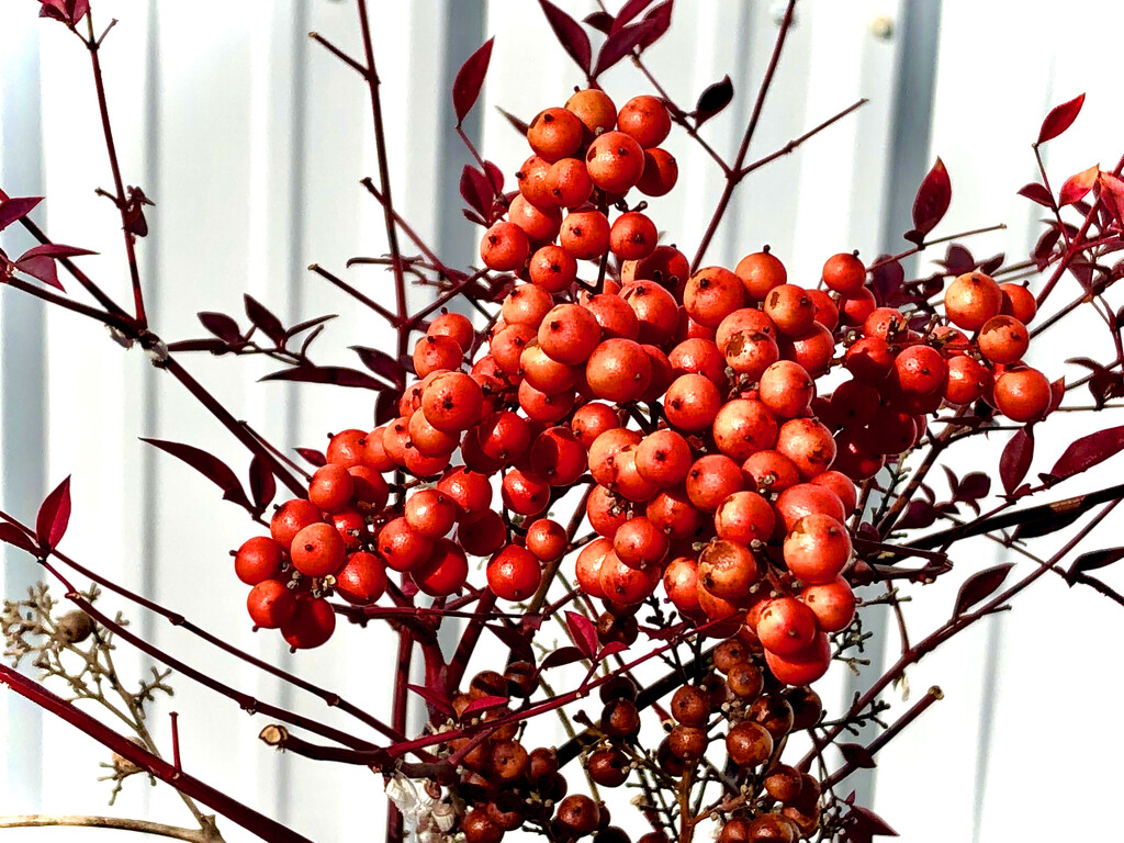 Red berries by homeschoolmom