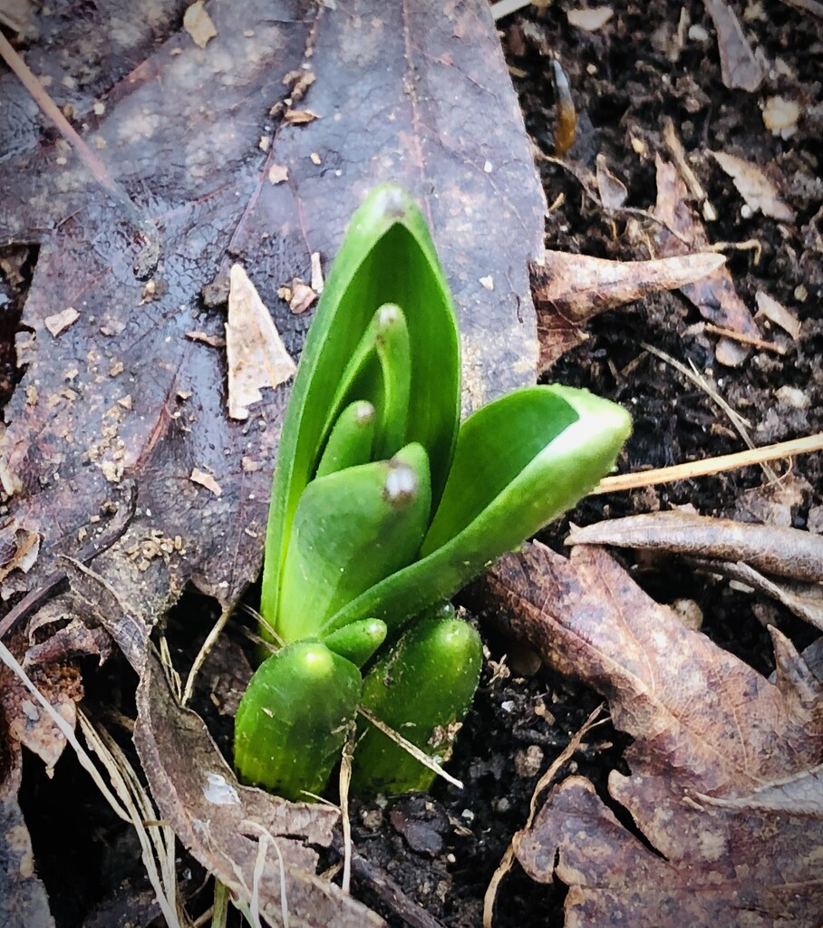 Winter hyacinths? by homeschoolmom