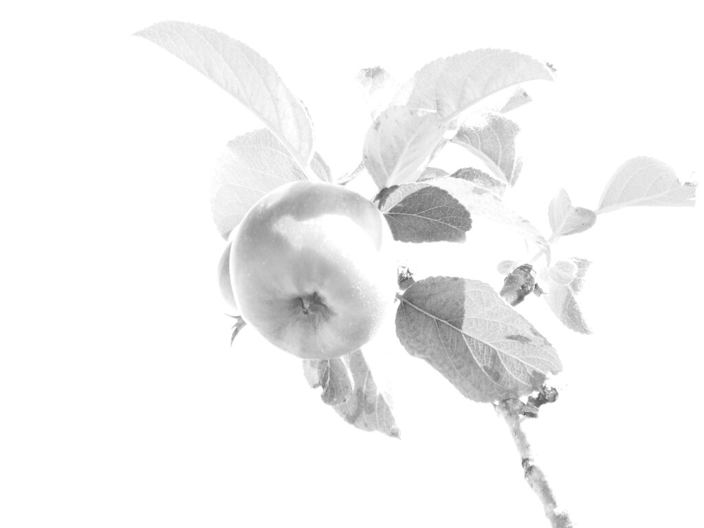 Apples In February?  by grammyn