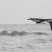Kite Surfer by dkbarnett