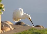 1st Feb 2022 - A Very Determined Snowy Egret