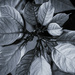 Black and White Poinsettia by skipt07