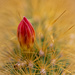 Cactus by lstasel