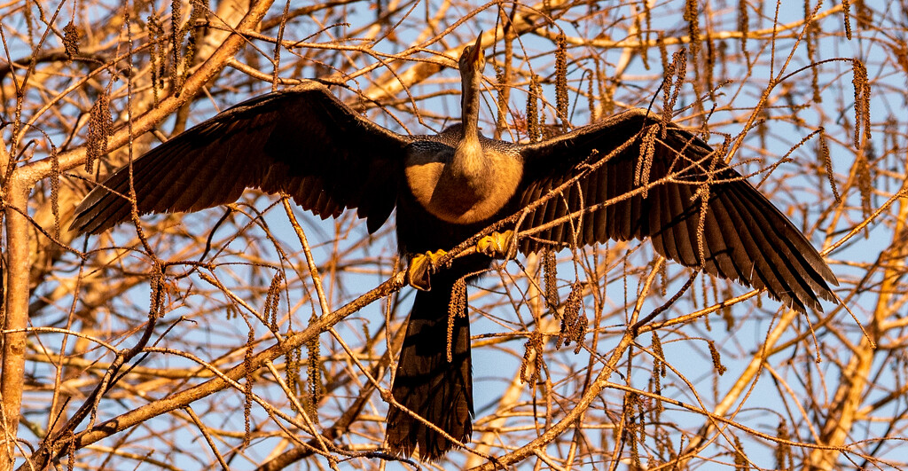 Anhinga, About to Take Flight! by rickster549