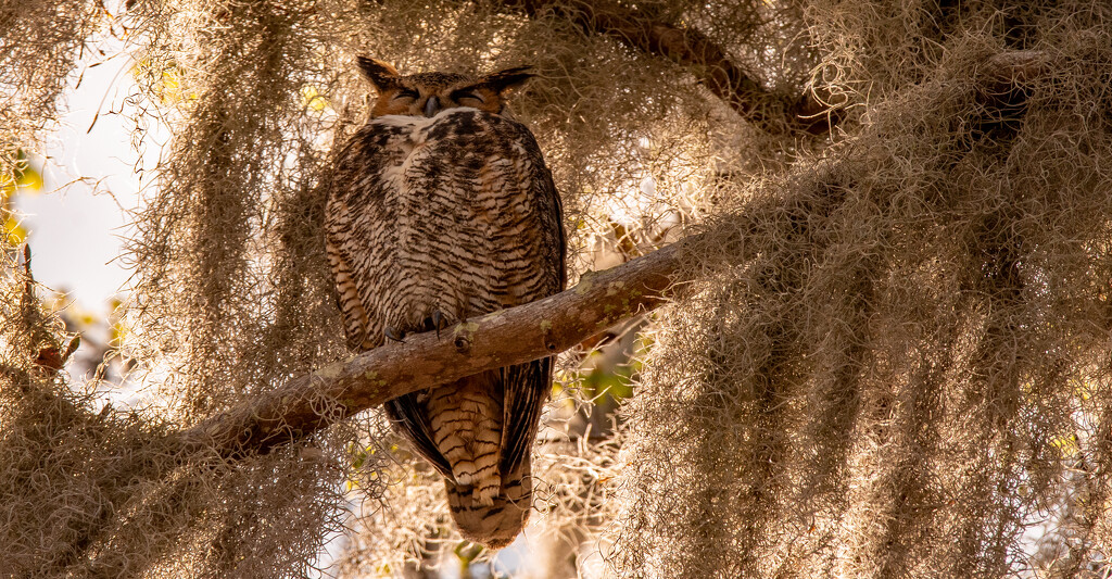 Great Horned Owl, Way Up in the Tree! by rickster549