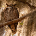 Great Horned Owl, Way Up in the Tree! by rickster549