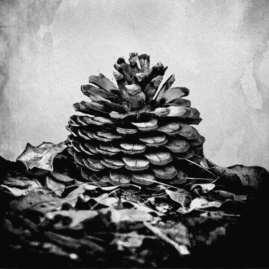 Fir Cone by nickspicsnz