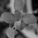 Sage in B&W... by thewatersphotos