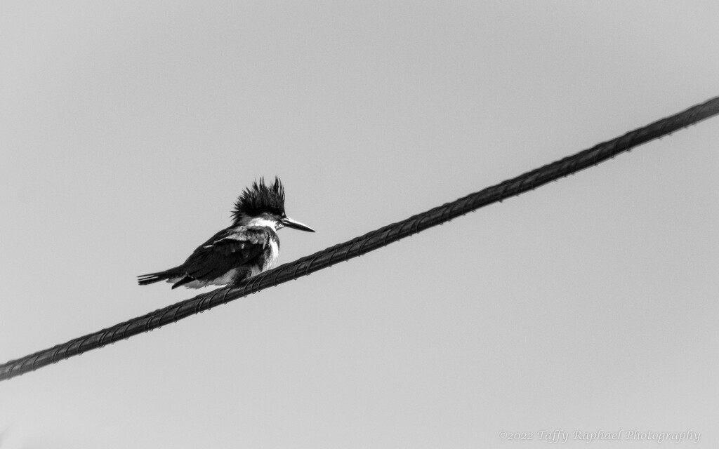 The Distinguished (Belted) Kingfisher by taffy