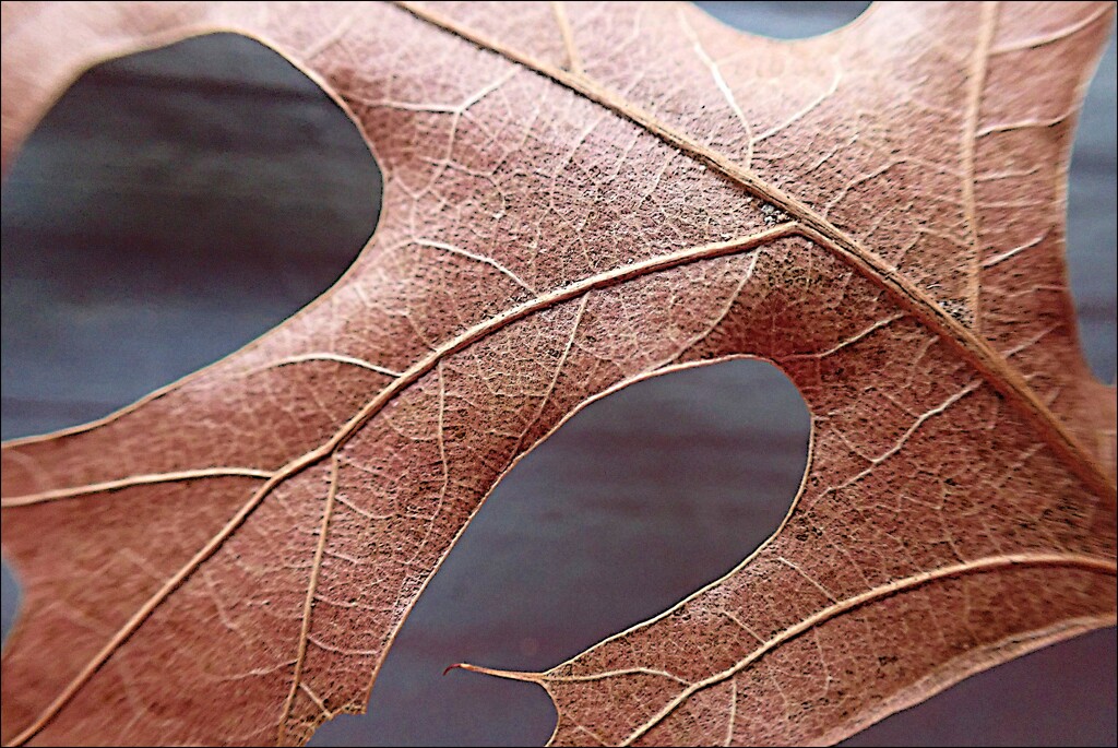 Leaf 2 by olivetreeann