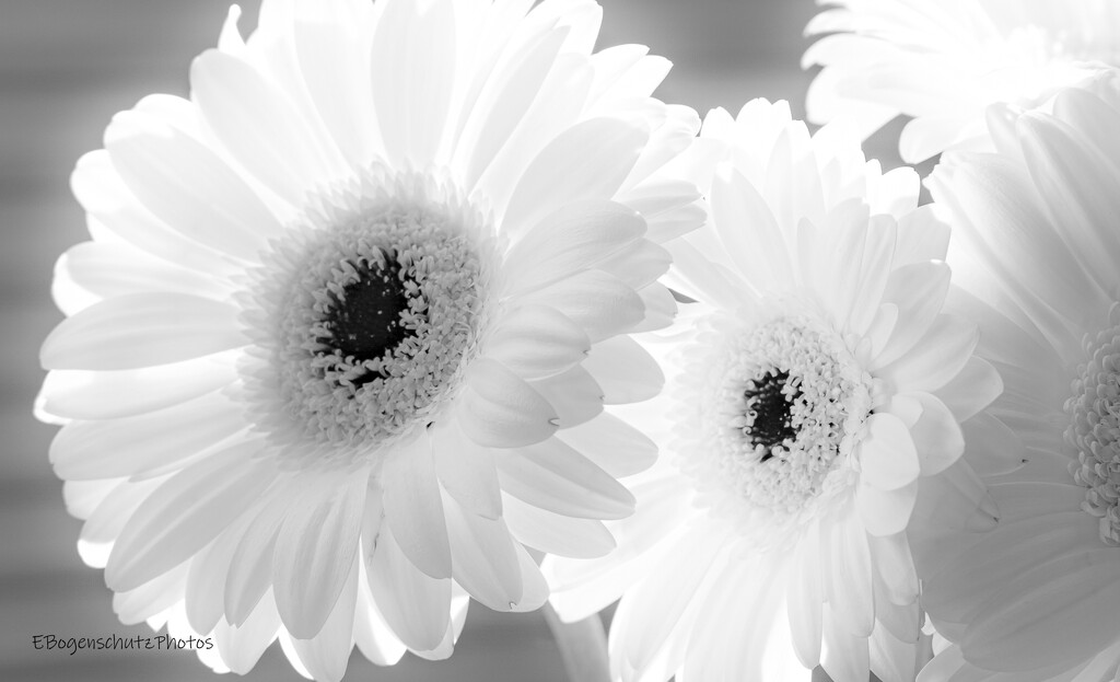 High Key Daisies by theredcamera