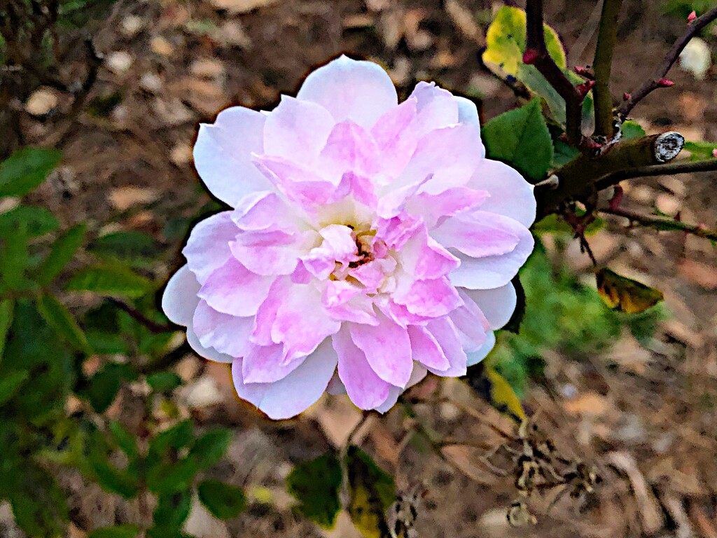 Rose in bloom before the freeze last week by congaree