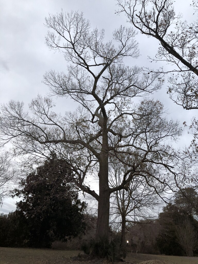 This grand old oak is a noble reminder of winter’s dormancy. by congaree