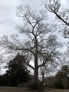 2nd Feb 2022 - This grand old oak is a noble reminder of winter’s dormancy.
