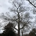 This grand old oak is a noble reminder of winter’s dormancy. by congaree