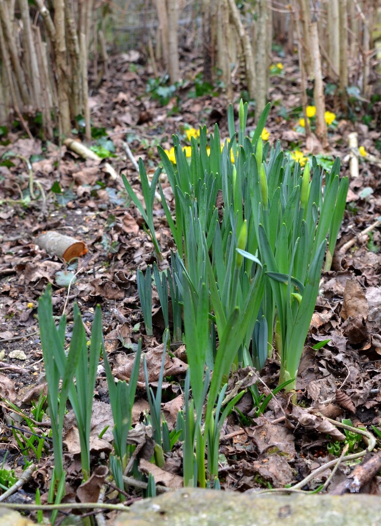 Daffodil Buds by arkensiel