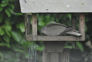 2nd Feb 2022 - Collared doves