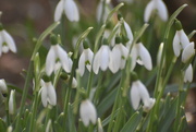 2nd Feb 2022 - Snowdrops 