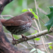 Sparrow Variety by seattlite