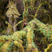 Moss and ferns by jgpittenger