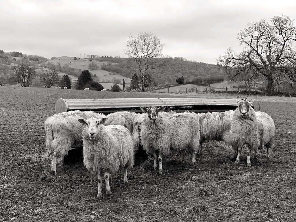 Cumbrian winter sheep by happypat