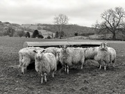 2nd Feb 2022 - Cumbrian winter sheep