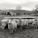 Cumbrian winter sheep by happypat